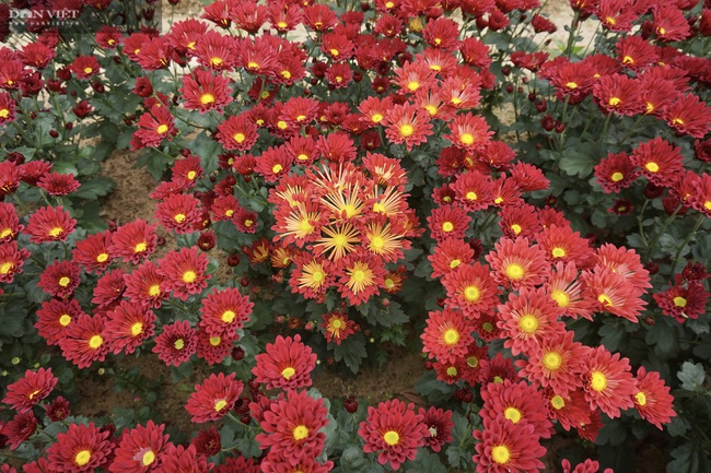 Làng hoa cúc đất lớn nhất xứ Quảng rực rỡ sắc màu đón xuân - Ảnh 3.