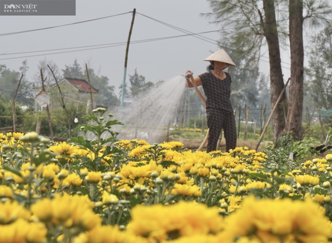 Làng hoa cúc đất lớn nhất xứ Quảng rực rỡ sắc màu đón xuân - Ảnh 4.