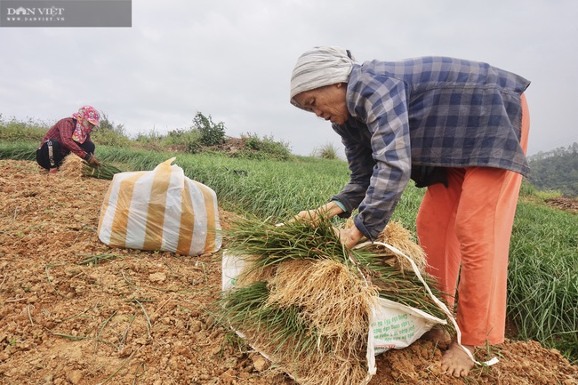 Đà Nẵng: Trồng cây có củ màu trắng ngà, cay nồng, nông dân Hòa Nhơn bội thu dịp Tết - Ảnh 2.