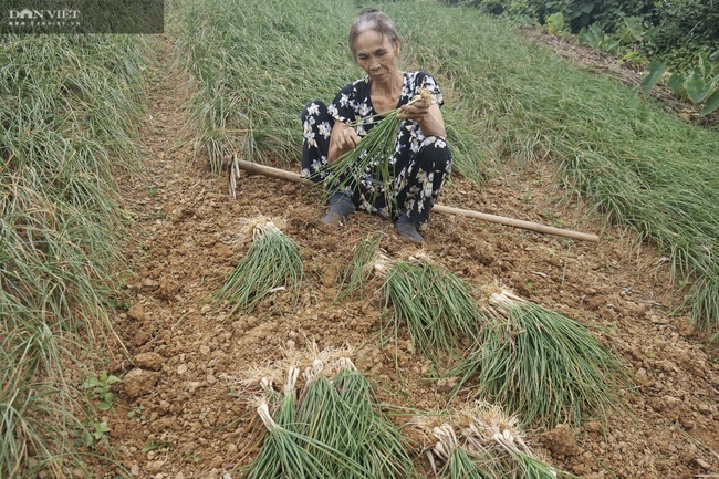 Đà Nẵng: Trồng cây có củ màu trắng ngà, cay nồng, nông dân Hòa Nhơn bội thu dịp Tết - Ảnh 3.