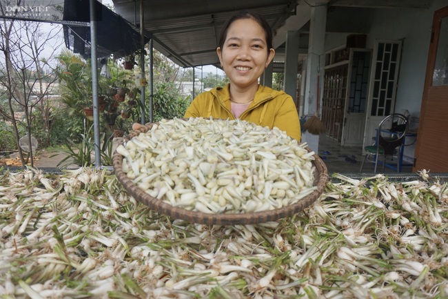 Đà Nẵng: Trồng cây có củ màu trắng ngà, cay nồng, nông dân Hòa Nhơn bội thu dịp Tết - Ảnh 4.