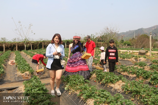 Đông đảo du khách đổ về hái dâu tây trên cao nguyên Mộc châu - Ảnh 3.