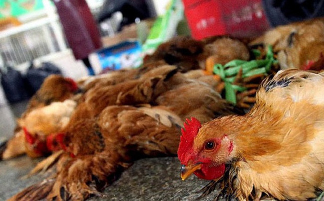 Cà Mau: Cận Tết, xuất hiện ổ dịch cúm gia cầm H5N1, tiêu hủy 1.600 con gà - Ảnh 1.
