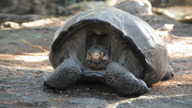 Rùa Galapagos - loài rùa lớn nhất thế giới có thể nhịn ăn trong 1 năm - Ảnh 6.