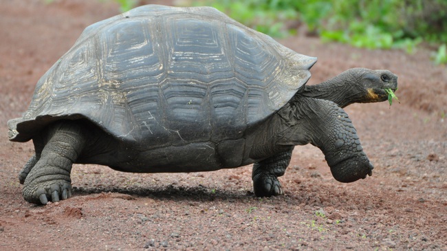 Rùa Galapagos - loài rùa lớn nhất thế giới có thể nhịn ăn trong 1 năm - Ảnh 7.