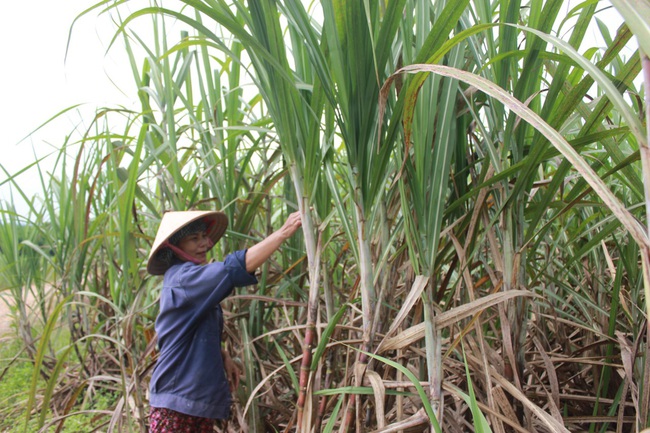 Nghịch lý: Giá mía cao,  vẫn khó bán - Ảnh 1.