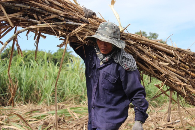 Nghịch lý: Giá mía cao,  vẫn khó bán - Ảnh 4.