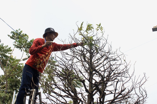 Mai Thủ Đức nhiều nơi chỉ cho thuê chứ nhất quyết không bán, nhà vườn tiết lộ lý do này - Ảnh 3.