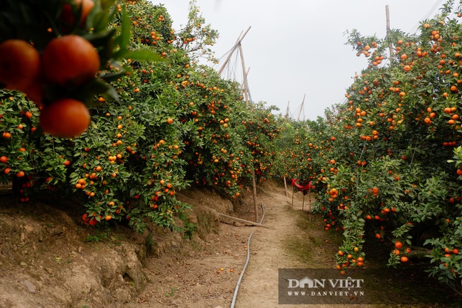 Bắc Giang: Mê mẩn với vườn cam đường canh tiền tỷ của đại gia đất vải ở huyện Lục Ngạn - Ảnh 12.