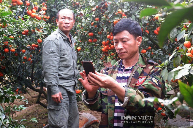 Bắc Giang: Mê mẩn với vườn cam đường canh tiền tỷ của đại gia đất vải ở huyện Lục Ngạn - Ảnh 11.