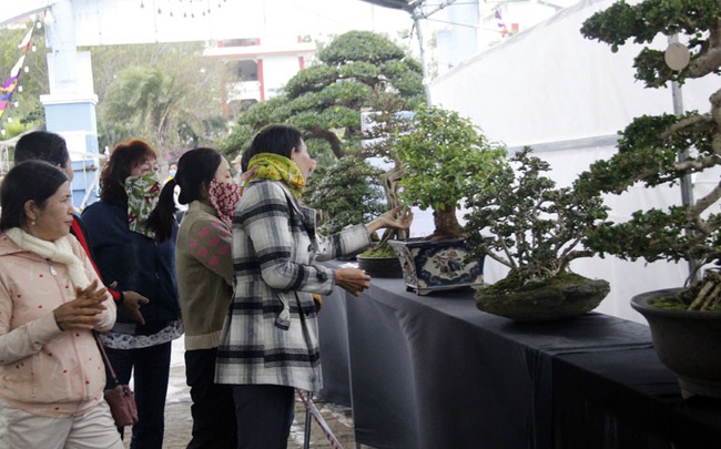 Phú Yên: Cây sam núi có dáng trực cổ kỳ mỹ đạt giải vàng ngày đầu năm 2021 - Ảnh 1.