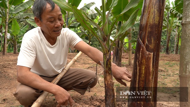 Lão nông hàng chục năm gìn giữ, bảo tồn nghề trồng chuối tiến vua - 3