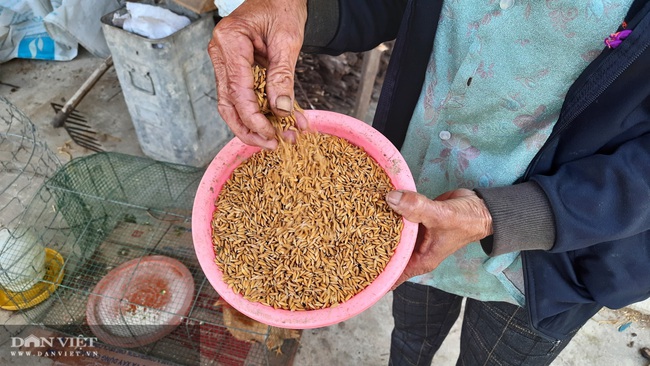 Vụ lúa giống nảy mầm kém ở Quảng Trị: Hỗ trợ nông dân vào vụ tới - Ảnh 1.