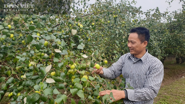 Thái Bình: Tuyệt chiêu trị ruồi vàng trên táo, lão nông thắng lớn, bỏ túi hàng trăm triệu/vụ - Ảnh 2.