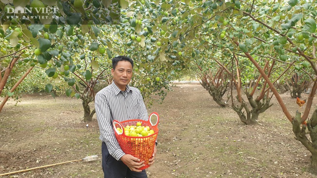 Thái Bình: Tuyệt chiêu trị ruồi vàng trên táo, lão nông thắng lớn, bỏ túi hàng trăm triệu/vụ - Ảnh 6.