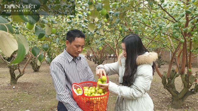 Thái Bình: Tuyệt chiêu trị ruồi vàng trên táo, lão nông thắng lớn, bỏ túi hàng trăm triệu/vụ - Ảnh 4.