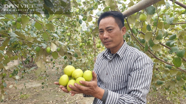 Thái Bình: Tuyệt chiêu trị ruồi vàng trên táo, lão nông thắng lớn, bỏ túi hàng trăm triệu/vụ - Ảnh 8.