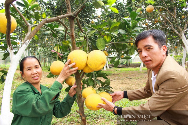 Trồng bưởi Diễn trên vùng đất đồi Đức Thọ (Hà Tĩnh), chưa đến Tết đã &quot;cháy&quot; hàng - Ảnh 1.