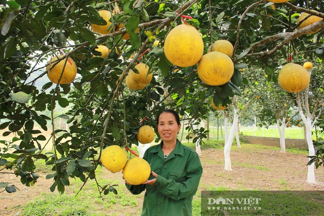 Trồng bưởi Diễn trên vùng đất đồi Đức Thọ (Hà Tĩnh), chưa đến Tết đã &quot;cháy&quot; hàng - Ảnh 4.