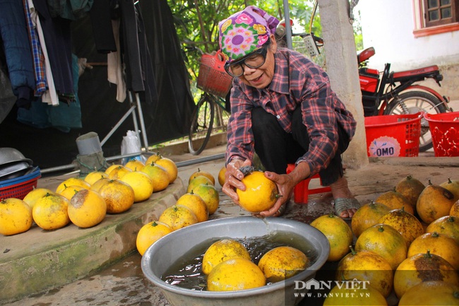 Trồng bưởi Diễn trên vùng đất đồi Đức Thọ (Hà Tĩnh), chưa đến Tết đã &quot;cháy&quot; hàng - Ảnh 7.