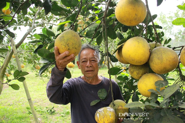 Trồng bưởi Diễn trên vùng đất đồi Đức Thọ (Hà Tĩnh), chưa đến Tết đã &quot;cháy&quot; hàng - Ảnh 6.