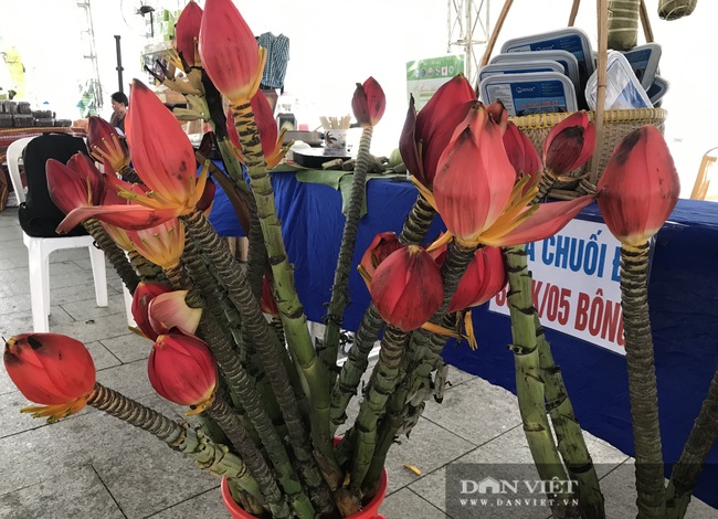 Độc, lạ: Người Sài Gòn mua hoa chuối, cành cà phê về chơi tết - Ảnh 2.