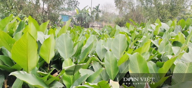 Làng lá dong Vĩnh Phúc (Hà Tĩnh) vào vụ Tết, kiếm tiền triệu mỗi ngày - Ảnh 2.