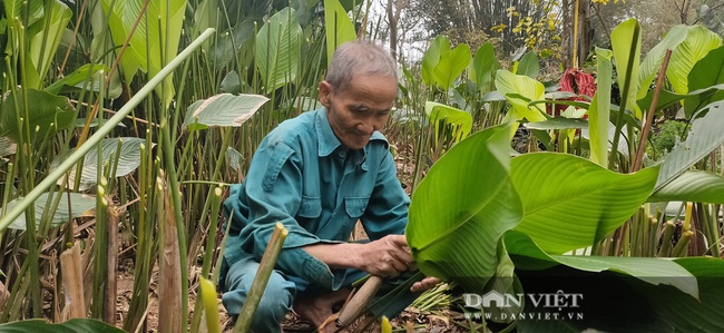 Làng lá dong Vĩnh Phúc (Hà Tĩnh) vào vụ Tết, kiếm tiền triệu mỗi ngày - Ảnh 6.