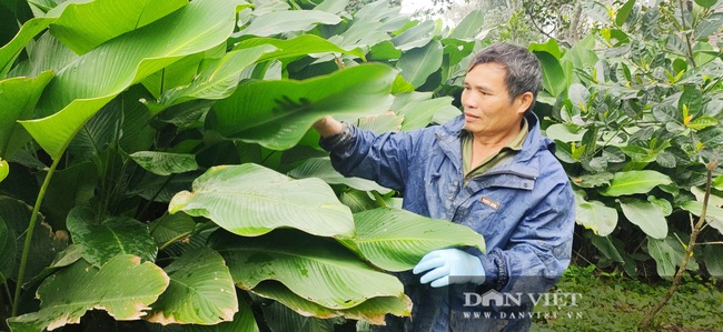 Làng lá dong Vĩnh Phúc (Hà Tĩnh) vào vụ Tết, kiếm tiền triệu mỗi ngày - Ảnh 3.