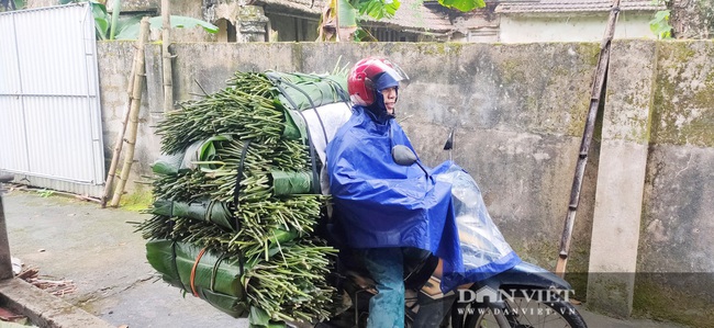 Làng lá dong Vĩnh Phúc (Hà Tĩnh) vào vụ Tết, kiếm tiền triệu mỗi ngày - Ảnh 8.