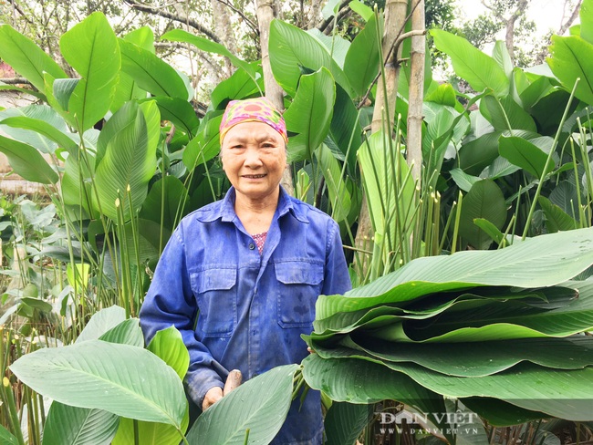 Làng lá dong Vĩnh Phúc (Hà Tĩnh) vào vụ Tết, kiếm tiền triệu mỗi ngày - Ảnh 1.