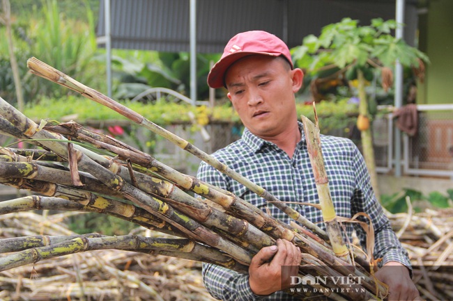 Nghệ An: Làng mật mía Tân Kỳ “đỏ lửa” những ngày giáp Tết - Ảnh 5.