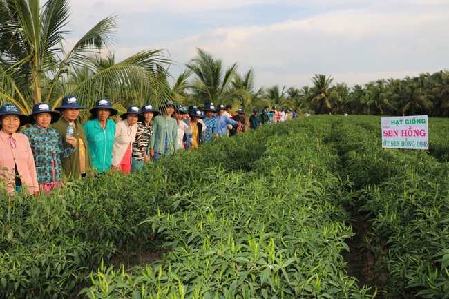 “Thủ phủ trái cây” xuất hiện nhiều tỷ phú nông dân mùa Covid - Ảnh 3.