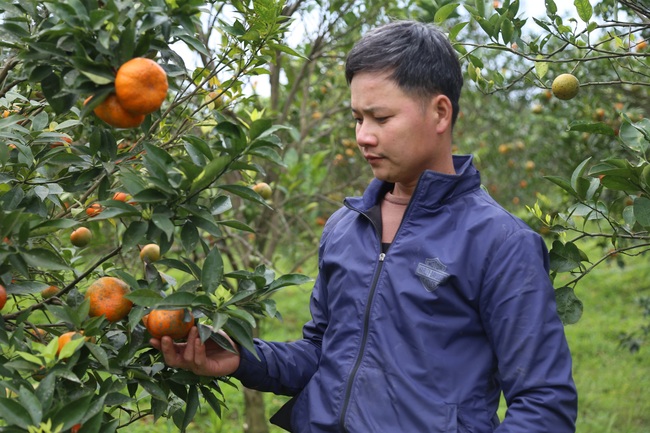 Nguy cơ “vỡ trận” cây có múi (bài 2): Vị đắng từ cây cho  quả ngọt - Ảnh 1.