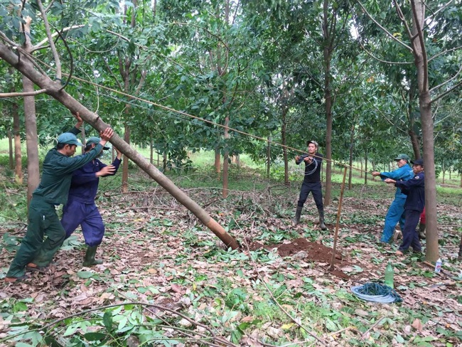 Nông trường Cồn Tiên, Cao su Quảng Trị khắc phục thiệt hại sau bão lũ. Ảnh Thiên Hương