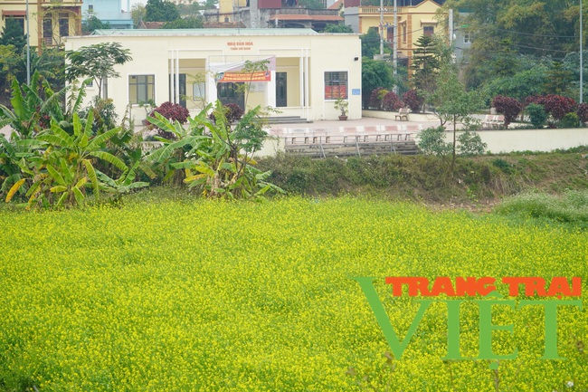Người dân có thêm thu nhập, du khách có điểm chụp ảnh đẹp với cánh đồng hoa cải vàng mới ở Hà Nội - Ảnh 1.