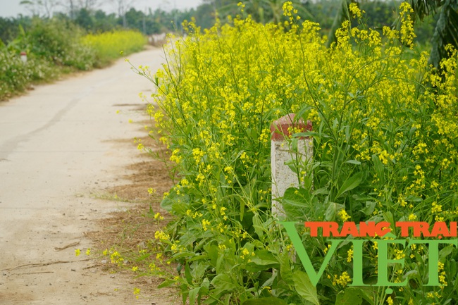 Người dân có thêm thu nhập, du khách có điểm chụp ảnh đẹp với cánh đồng hoa cải vàng mới ở Hà Nội - Ảnh 2.