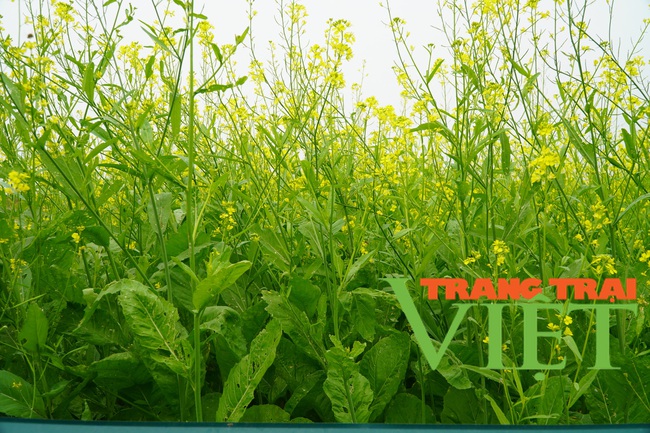 Người dân có thêm thu nhập, du khách có điểm chụp ảnh đẹp với cánh đồng hoa cải vàng mới ở Hà Nội - Ảnh 3.