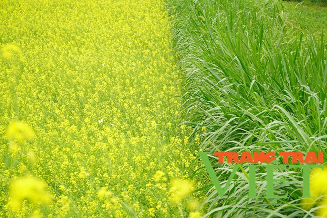 Người dân có thêm thu nhập, du khách có điểm chụp ảnh đẹp với cánh đồng hoa cải vàng mới ở Hà Nội - Ảnh 6.