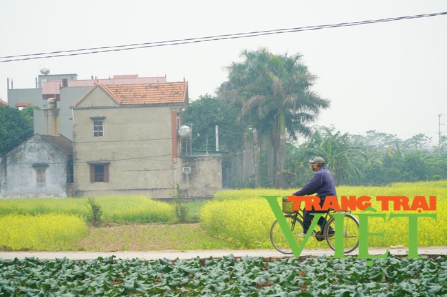 Người dân có thêm thu nhập, du khách có điểm chụp ảnh đẹp với cánh đồng hoa cải vàng mới ở Hà Nội - Ảnh 7.
