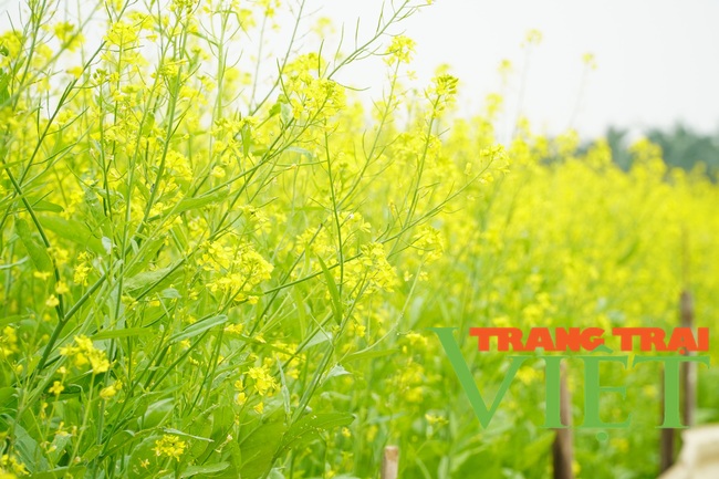 Người dân có thêm thu nhập, du khách có điểm chụp ảnh đẹp với cánh đồng hoa cải vàng mới ở Hà Nội - Ảnh 8.