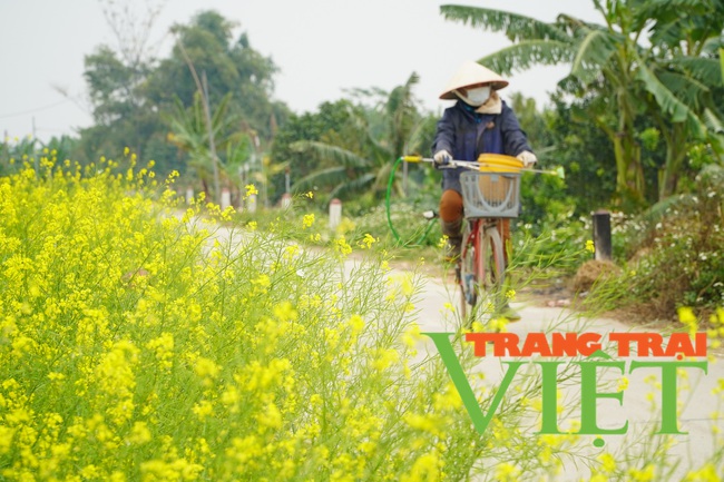 Người dân có thêm thu nhập, du khách có điểm chụp ảnh đẹp với cánh đồng hoa cải vàng mới ở Hà Nội - Ảnh 4.