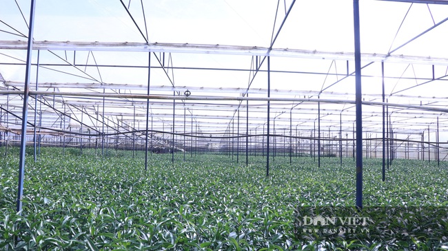 Chủ vườn trồng hoa lily rộng nhất Vạn Thành: Trồng hoa vụ tết như “đánh bạc”, tỷ lệ may rủi 80-90% - Ảnh 3.