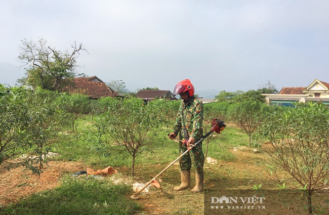 Hà Tĩnh: Hoa đào nở muộn, nông dân lo “mất Tết” - Ảnh 5.