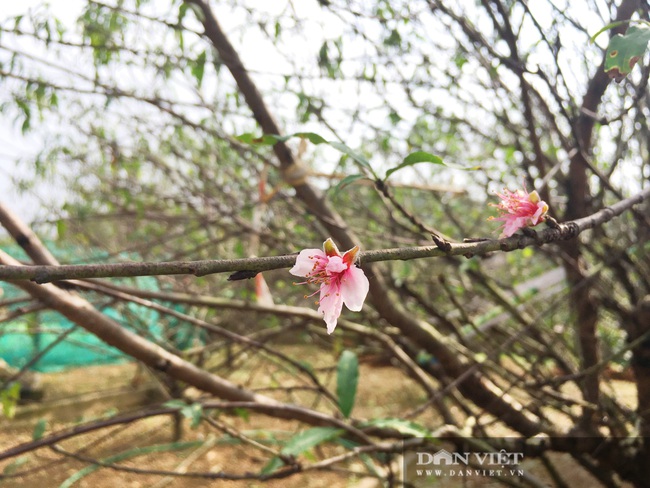 Hà Tĩnh: Hoa đào nở muộn, nông dân lo “mất Tết” - Ảnh 6.