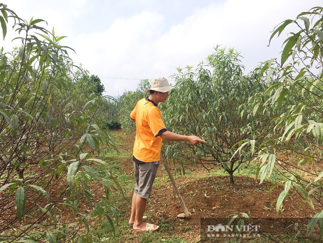 Hà Tĩnh: Hoa đào nở muộn, nông dân lo “mất Tết” - Ảnh 3.