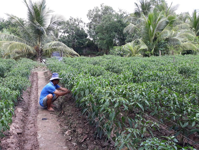 Lên mạng học trồng ớt, nuôi tôm  - Ảnh 2.