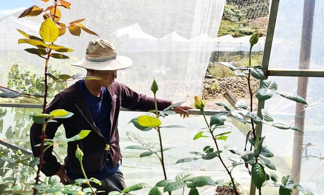 Người dân dưới chân núi Langbiang lên kế hoạch &quot;ăn Tết&quot; trong vườn để coi hoa - Ảnh 2.