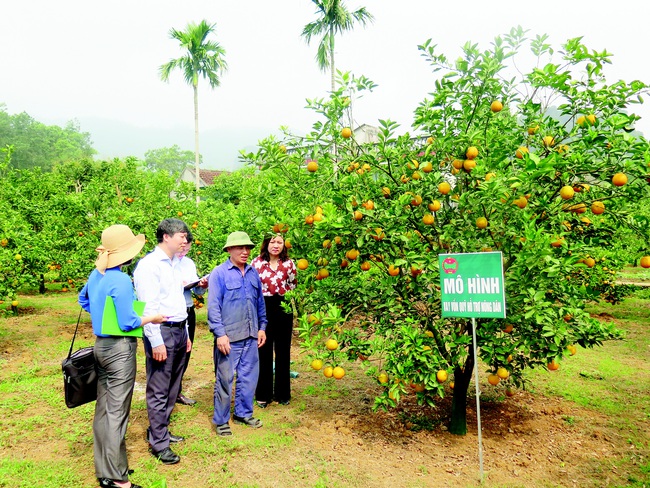 (xuan) Xây dựng, phát triển, sử dụng hiệu quả quỹ Hỗ trợ nông dân: Một mũi tên trúng nhiều đích - Ảnh 1.