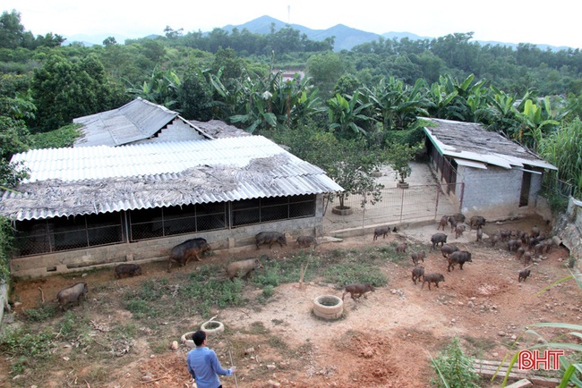 Hà Tĩnh: Lên &quot;vương quốc&quot; của loài hươu sao lại lạc vào nơi lợn rừng chạy hàng đàn, đào hang hốc, ăn cây thuốc - Ảnh 1.